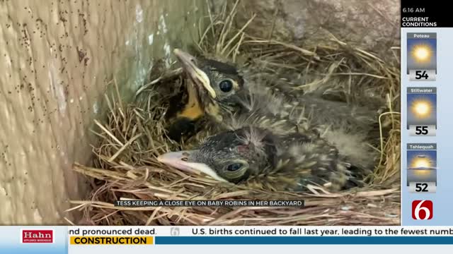 Watch: Baby Robins Nesting In Tess Maune's Backyard