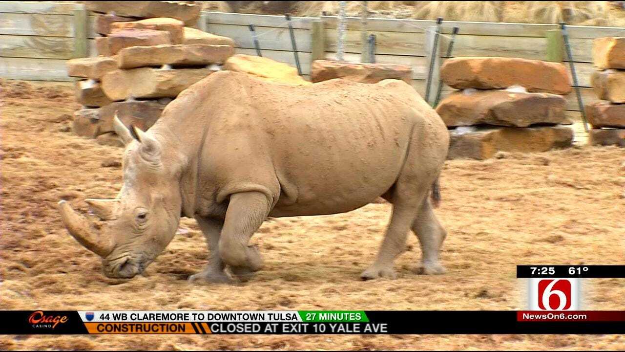Wild Wednesday: New Rhino Exhibit At The Tulsa Zoo