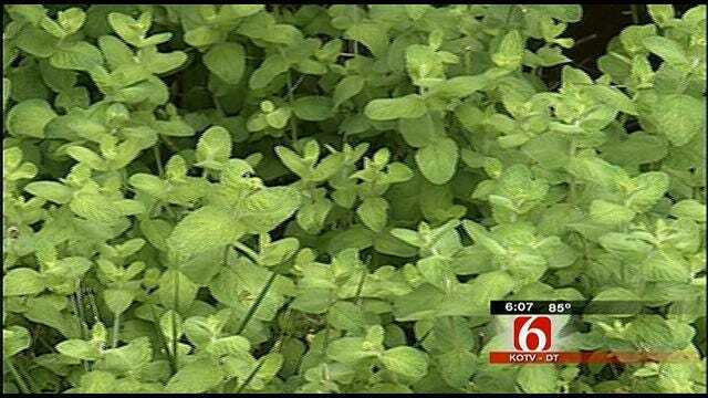 Woman Sues City of Tulsa For Cutting Down Her Edible Garden