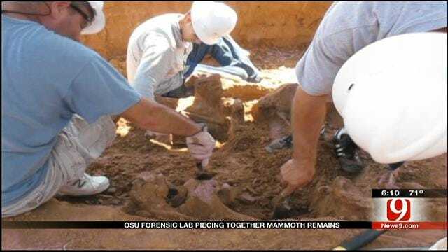 OSU Students Investigate Remains Of Unearthed Mammoth