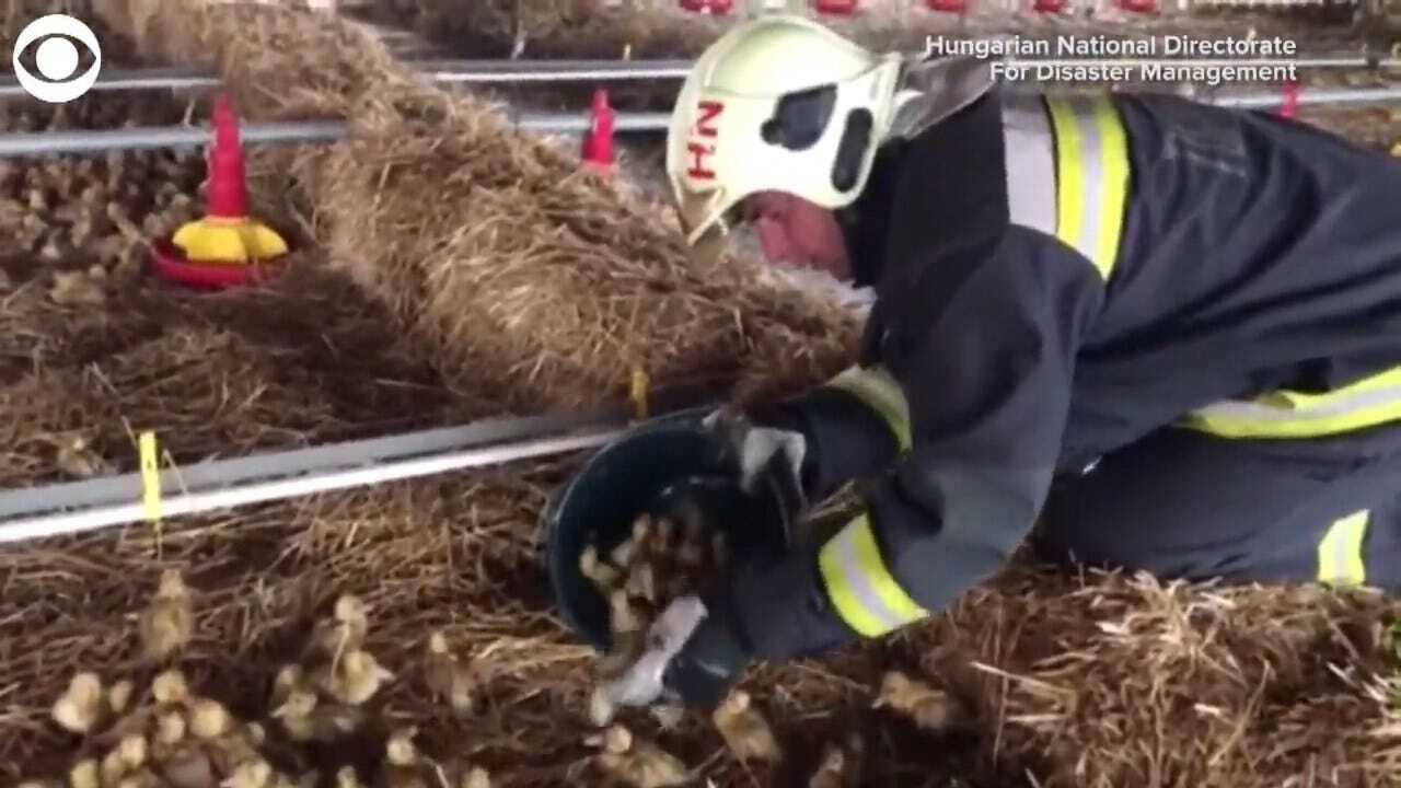 Firefighter Rescues 20,000 Ducklings
