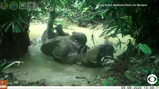 Watch: Wild Rhino Makes a Splash