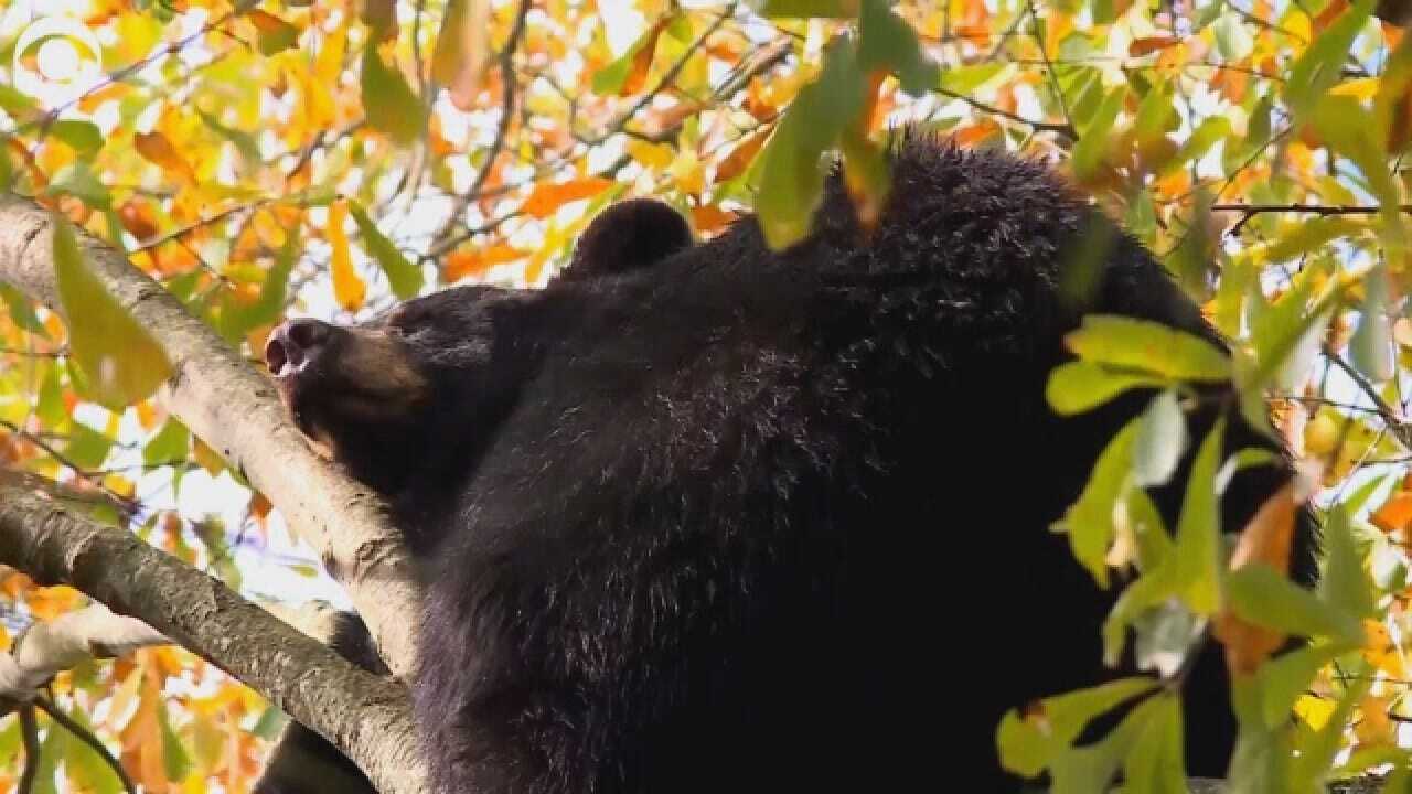 Arkansas Bears Find Perfect Place For Nap