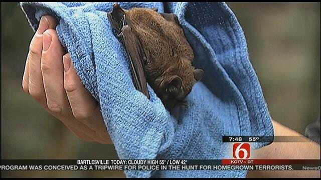 Wild Wednesday: Bats