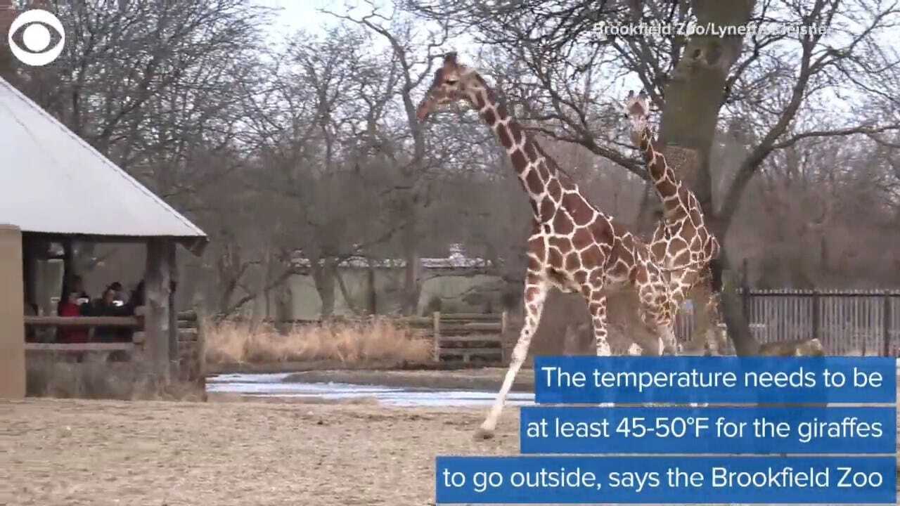 WATCH: Giraffes Enjoy Warm Weather In Illinois