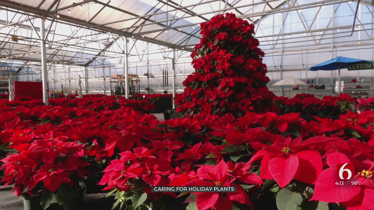 'The Gardener Guy' Explains How To Keep Your Holiday Plants Healthy 