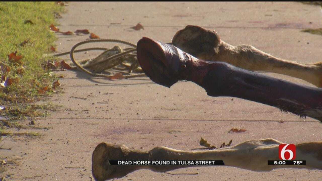 Death Of Horse Being Investigated By Tulsa Police