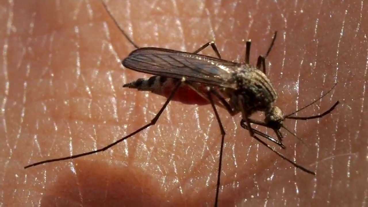 Tulsa Pediatrician Gives Tips For Preventing Bug Bites