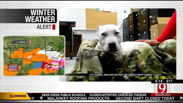 OKC Animal Shelter Raising Money For Dumped, Deformed Pup