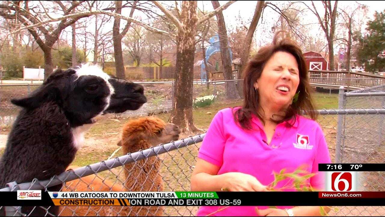 Wild Wednesday: LeAnne Taylor Learns Llamas Really Do Spit