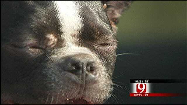 Piedmont Family Find Missing Dog After Tornadoes