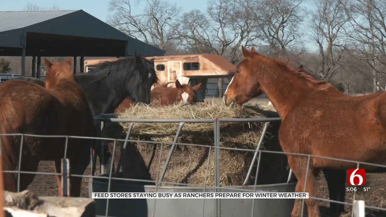 Feed Stores See Increase In Customers As Ranchers Prepare For Cold Snap