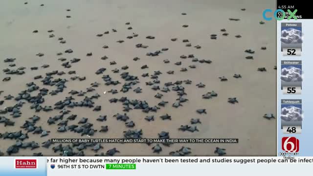 Watch: Millions Of Baby Turtles Hatch On Beach In India