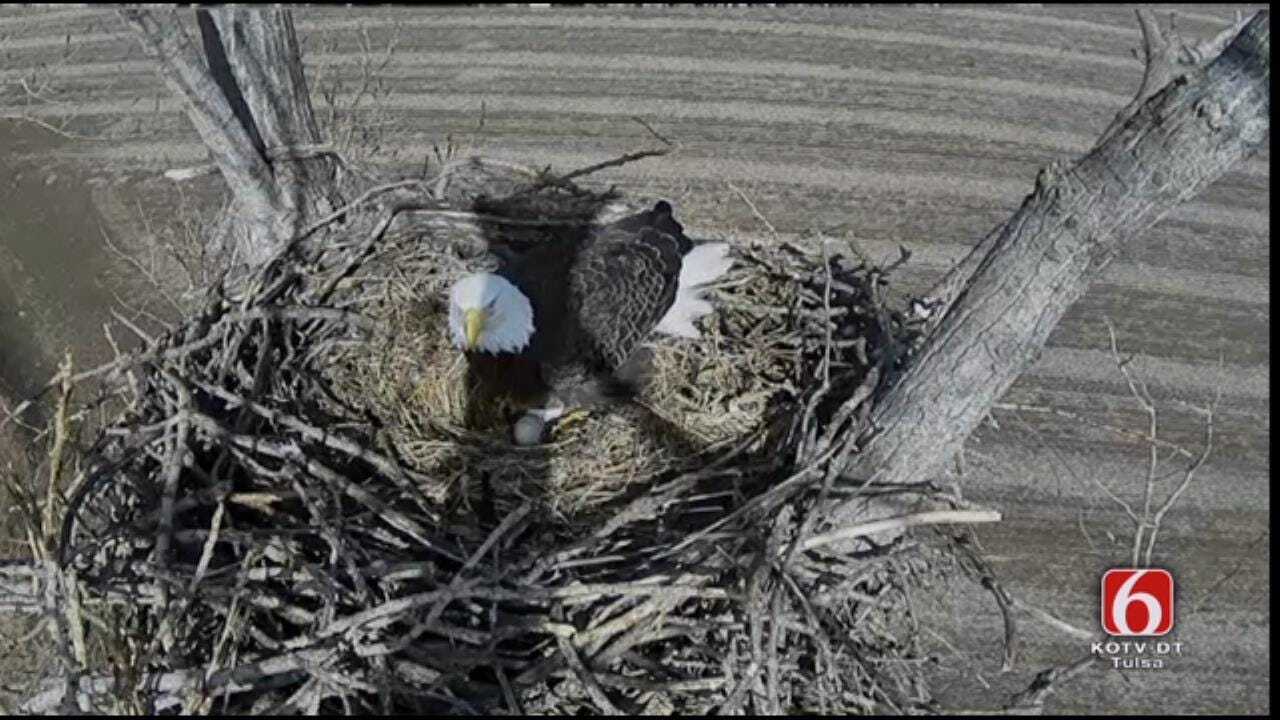 Eagles Welcome Second Egg On Oklahoma Nest