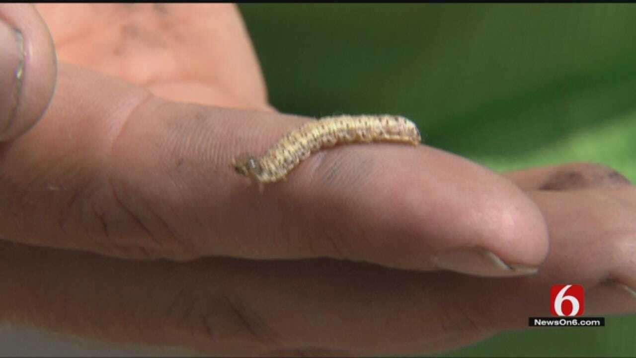 Armyworms Invading Oklahoma Lawns And Pastures
