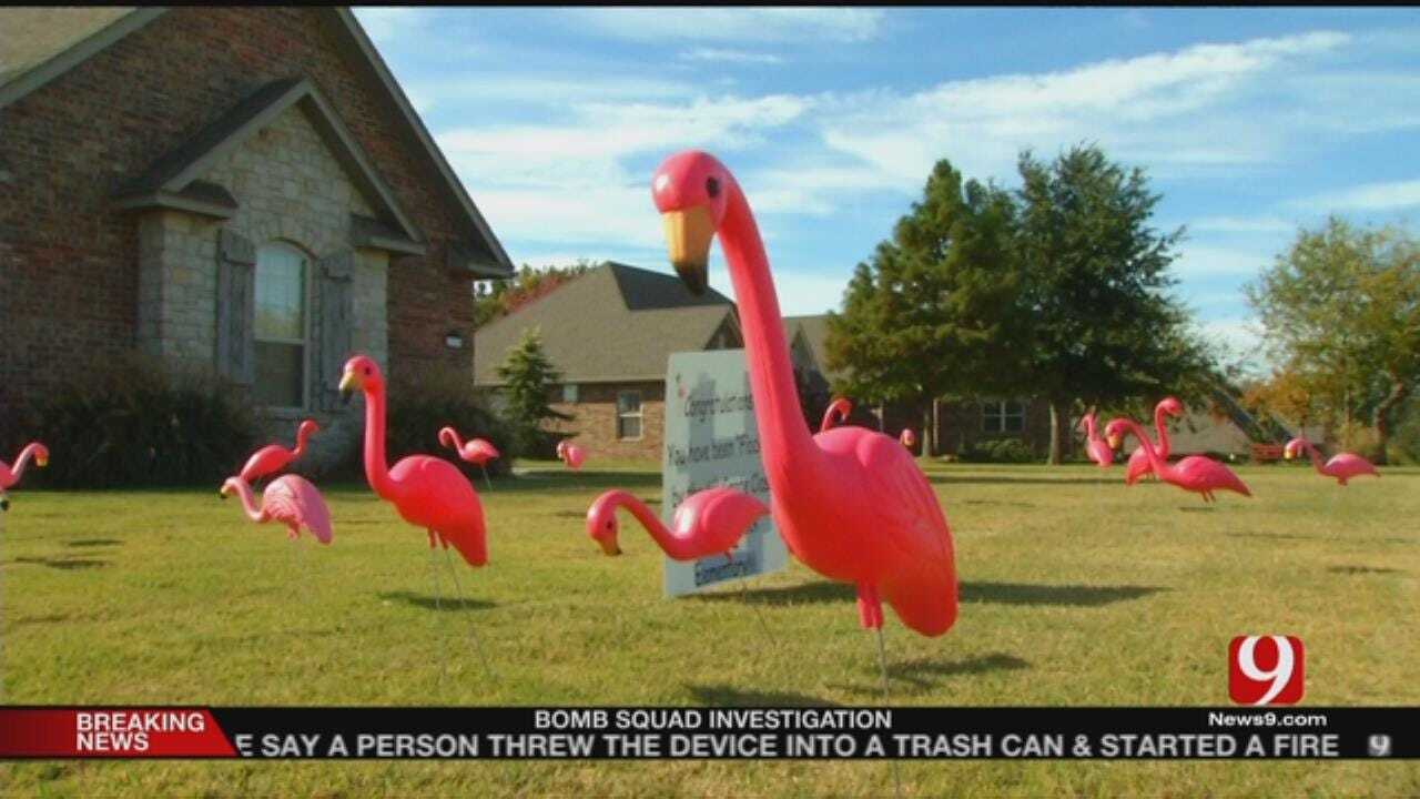 Flock Of Flamingos Helps Metro Students