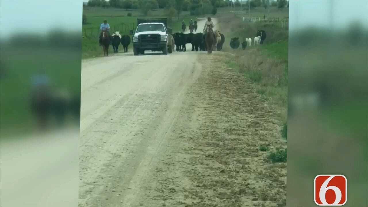 Osage County Cattle Drive Caught On Video
