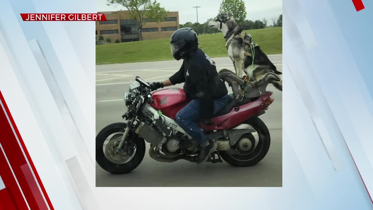 Truman The Motorcycle Dog