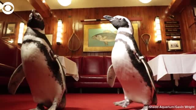 Watch: Penguins Take Field Trip, Visit Chicago Seafood Restaurant