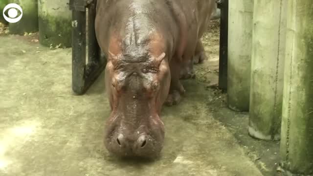 Watch: Mae Mali The Hippo Celebrates 55th Birthday