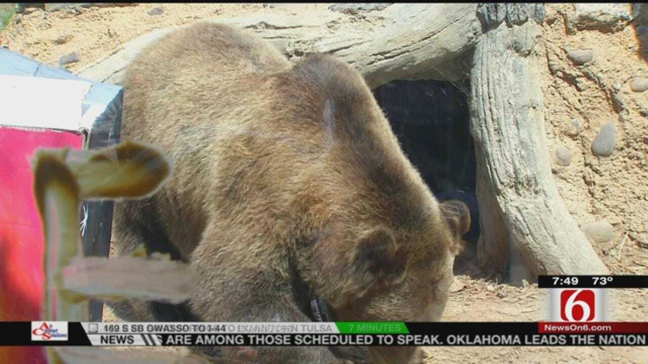 Wild Wednesday: Meet Tulsa Zoo's Rainy The Grizzly Bear