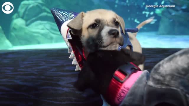 Watch: Puppies Visit Georgia Aquarium In Halloween Costumes