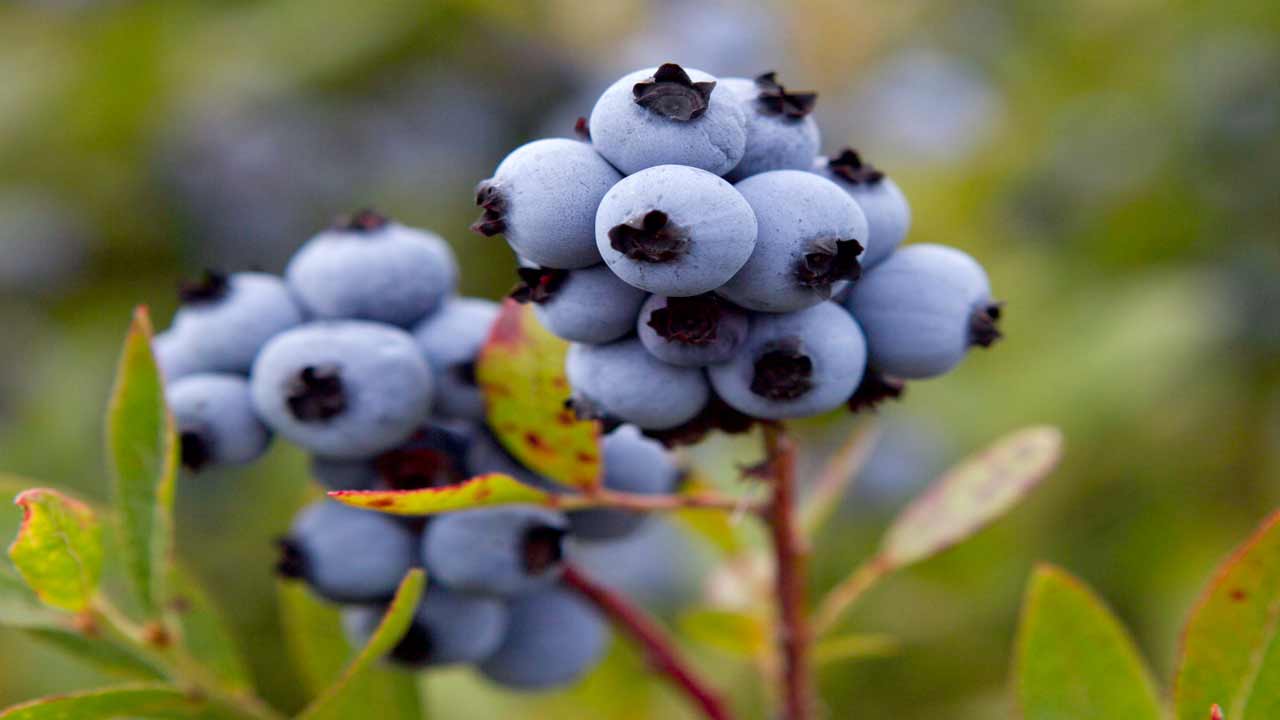Blueberry Season Begins In Oklahoma