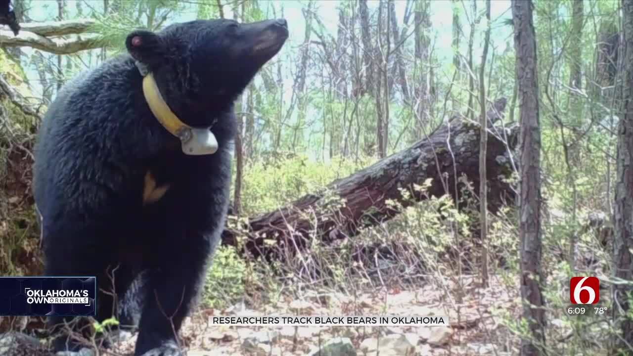 Oklahoma's Black Bear Research Project Ends After 23 Years Of Studying The Animals