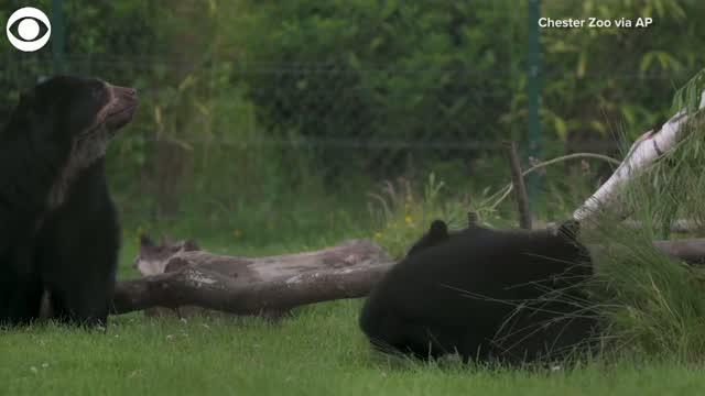 Watch: Bear Cub Twins Go Exploring At A Zoo In The U.K.