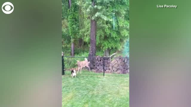 WATCH: Dog & Deer Play With Each Other