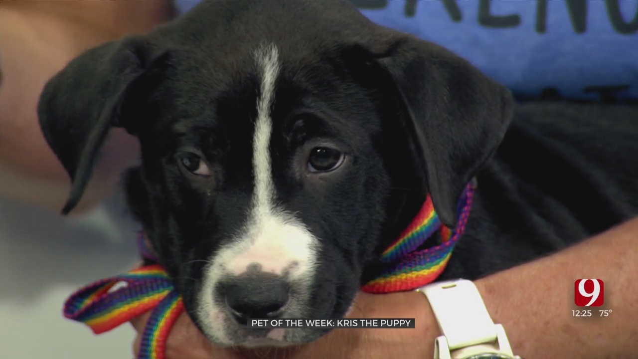 Pet Of The Week: Kris The Dog