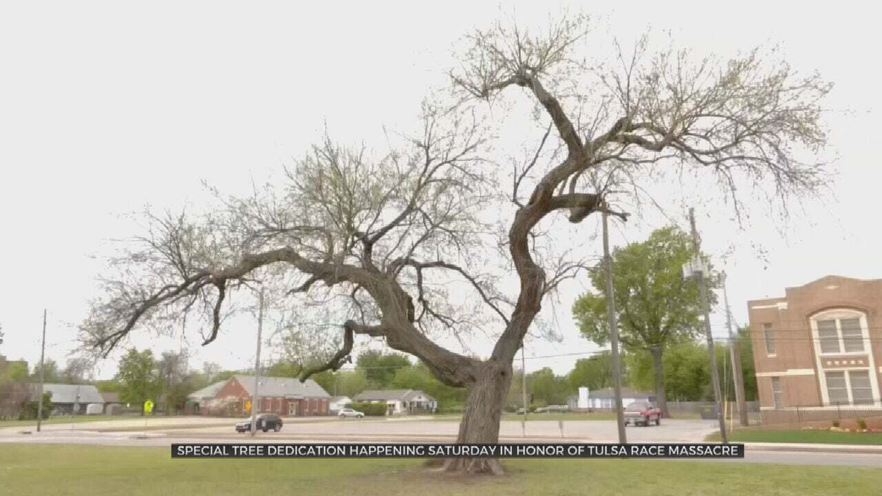 Local Groups To Dedicate Historic Tree In Memory Of Tulsa Race Massacre Centennial 