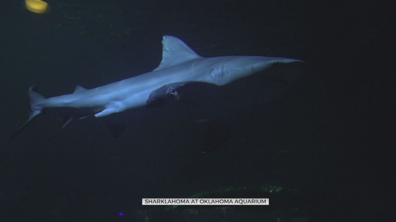 Oklahoma Aquarium Hosts Annual 'Dive With The Bull Sharks' Contest