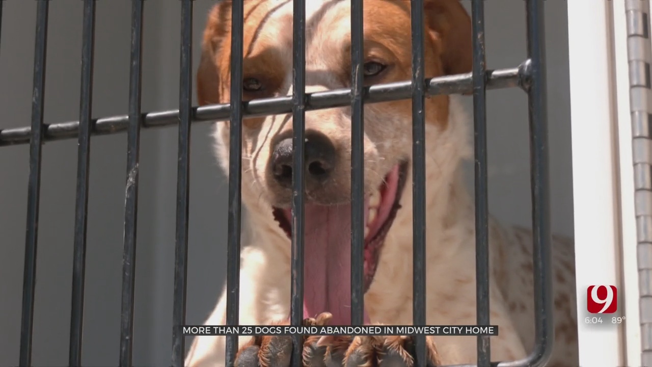 Midwest City Animal Welfare Saves 25 Dogs From Abandoned Home 