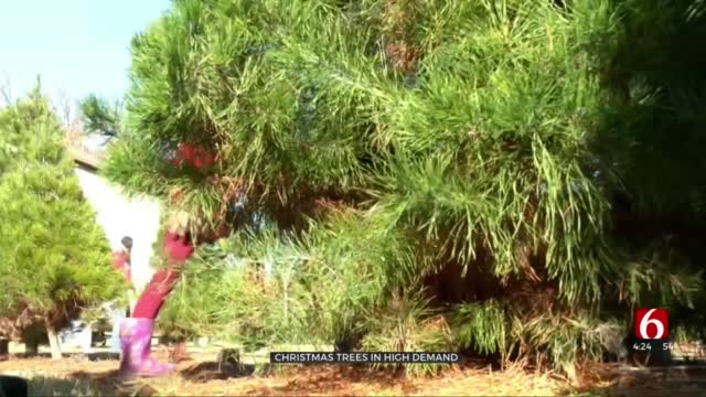 More Oklahomans Are Buying Christmas Trees Early