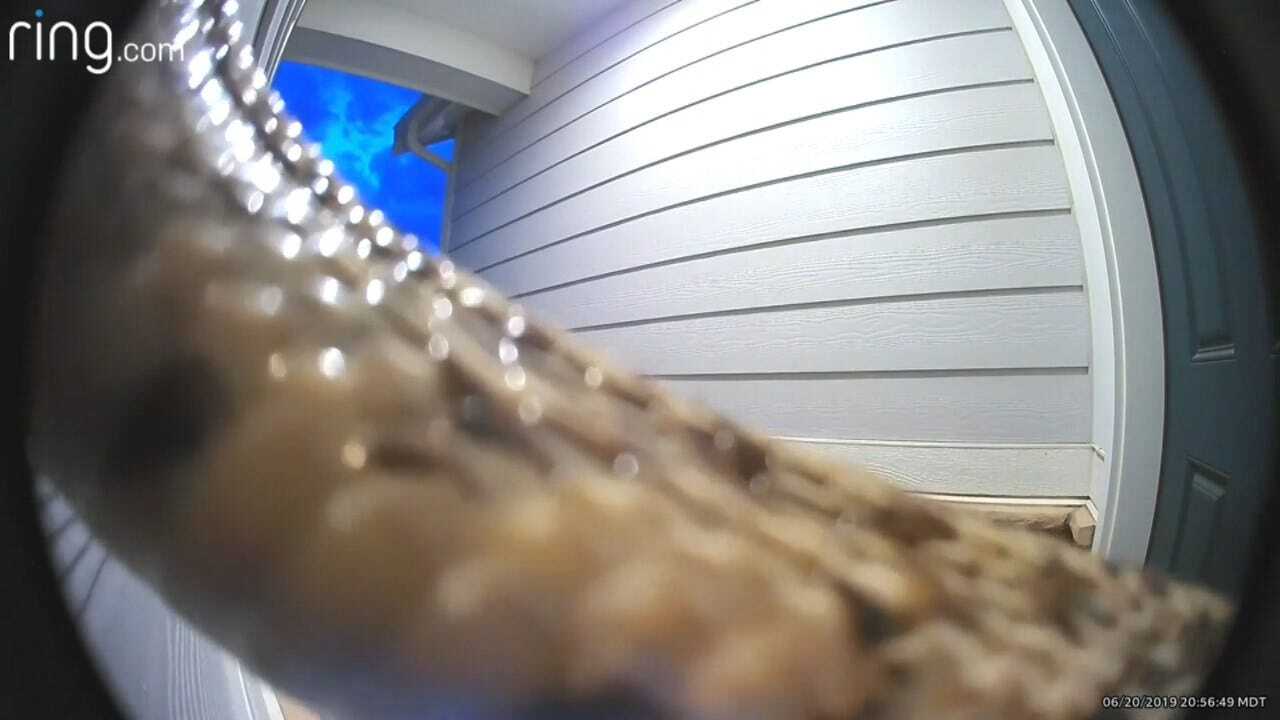 Knock, Knock! Snake Slithers Over Doorbell Camera