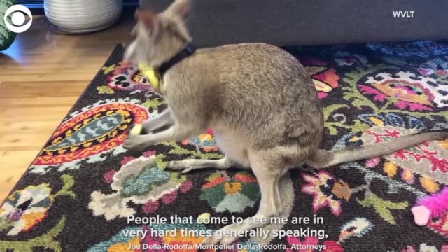 TOO CUTE! Wally The Wallaby Works At A Law Officer 
