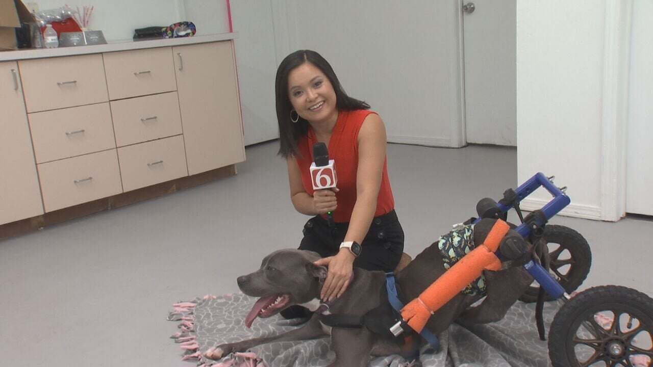 Tulsa SPCA Looking For Home For Special-Needs Dog In Wheelchair 