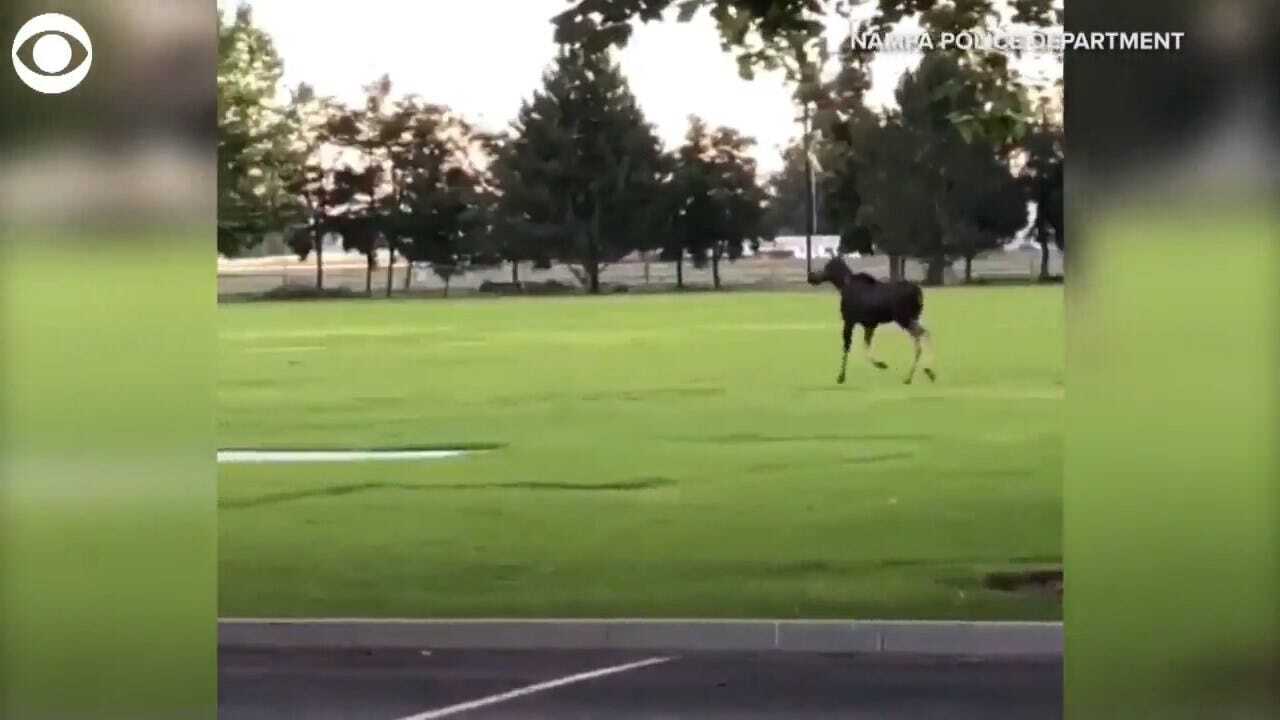 CAUGHT ON CAMERA: Moose Was Spotted On The Loose