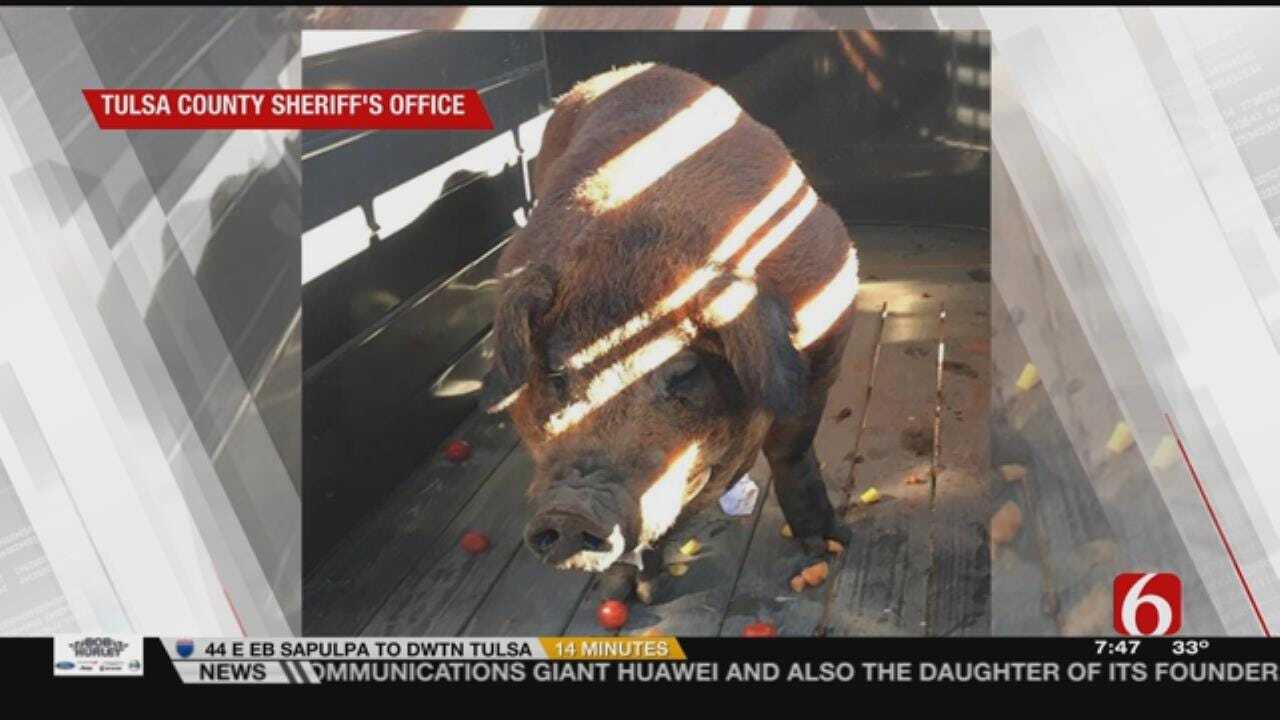 Large Pig Found Roaming Tulsa Neighborhood