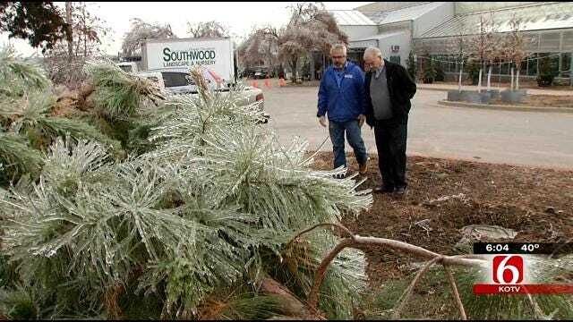 The Gardener Guy Offers Tips For Saving Trees Following Ice Storm