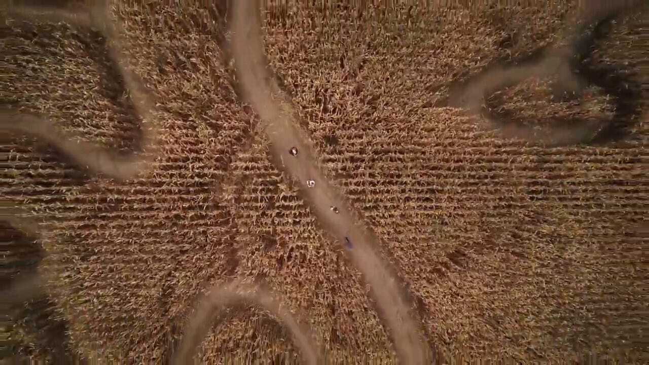 Thousands To Enter 28 Acres Worth Of Corn Maze