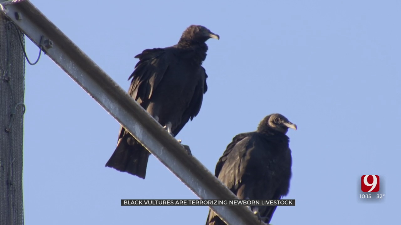 Black Vultures: A Growing Threat to Newborn Oklahoma Livestock