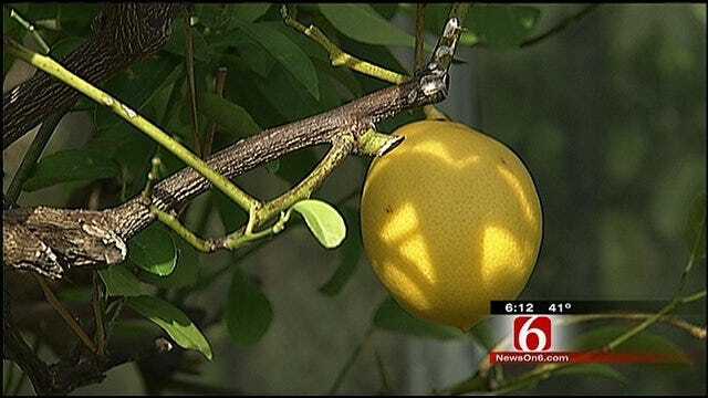 A Lemon Tree Grows In Tulsa