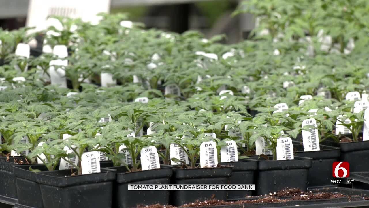 Tulsa Nonprofit Selling Tomato Plants To Feed The Hungry