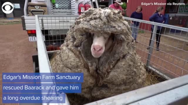 WATCH: Wild Sheep Gets A New Look