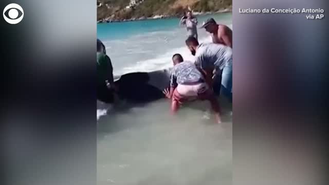 Watch: Group Saves Humpback Whale Calf Stuck On Beach