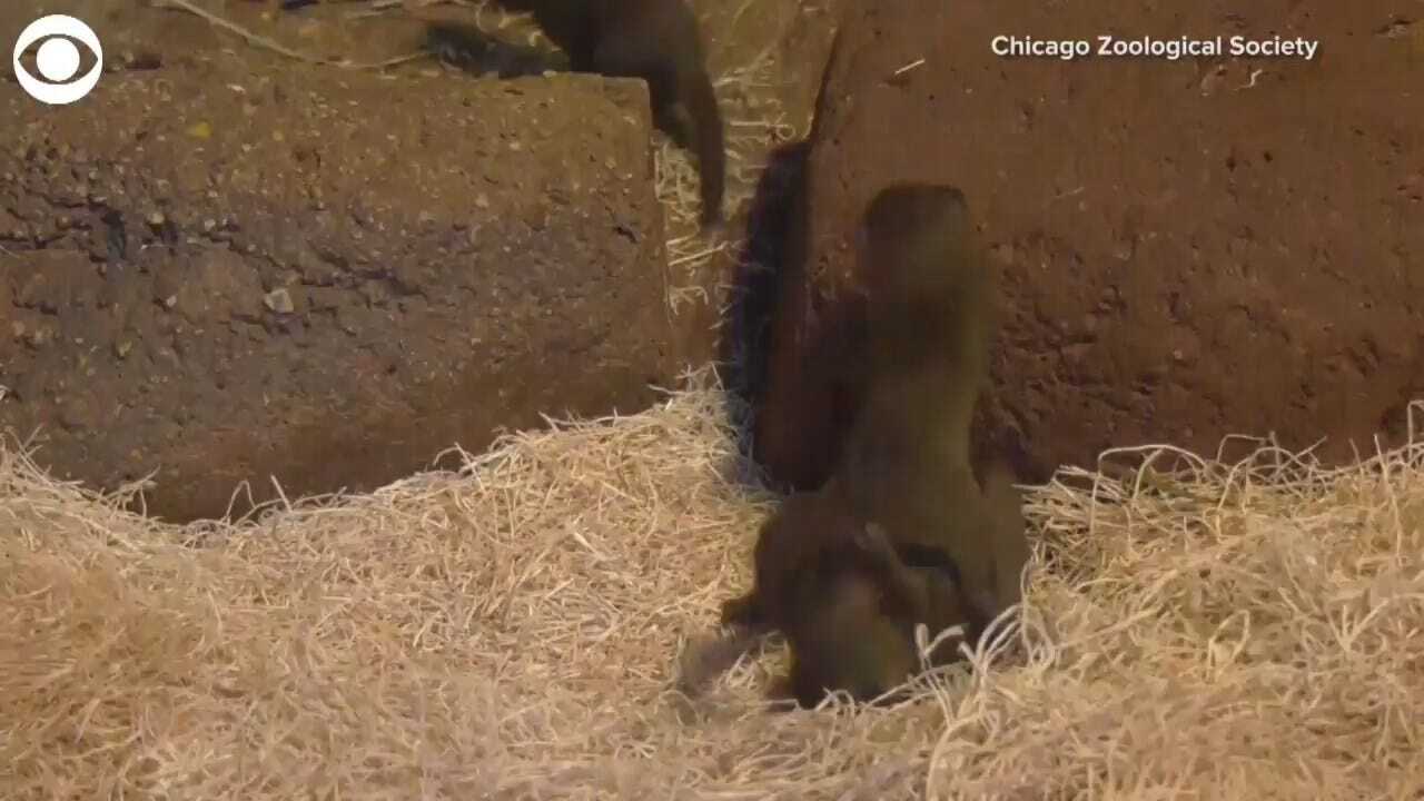 AWWW! Say Hello To The Newest Additions At Chicago's Brookfield Zoo