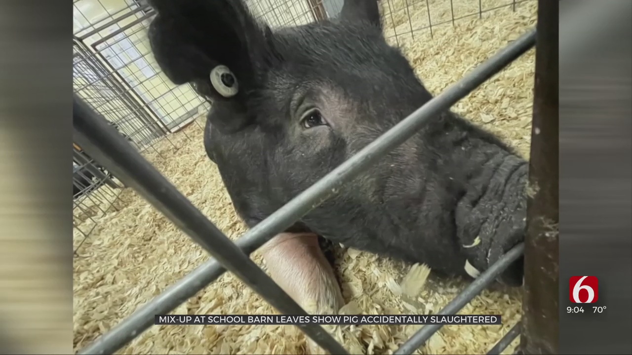 Student Upset After His Show Hog Was Mistakenly Slaughtered