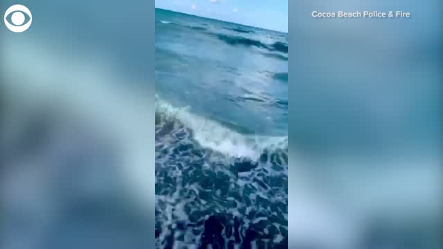 WATCH: Officer Pulls Boy Away From Shark In Florida